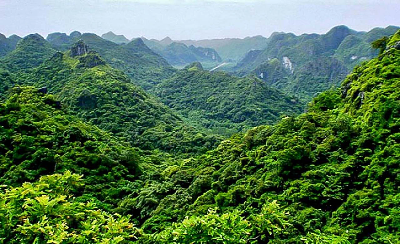 Vue plongeante sur une forêt tropicale dense et luxuriante en Côte d'Ivoire, avec des collines verdoyantes s'étendant à perte de vue sous une brume légère.